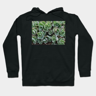 Garden Succulent Plants, Spring Time Plants, Garden Lover Hoodie